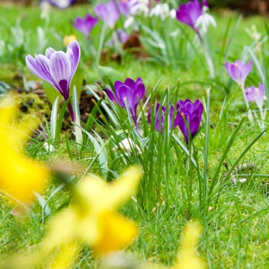 Lilla krokus i græs